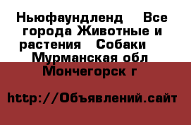 Ньюфаундленд  - Все города Животные и растения » Собаки   . Мурманская обл.,Мончегорск г.